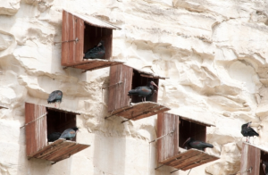 Kel Aynak Foto Galeri