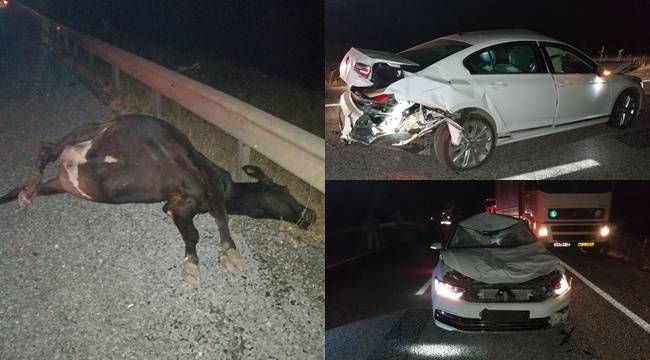 Yola çıkan inek kazaya neden oldu: 9 yaralı