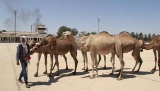 Şanlıurfa’da eski havalanı pisti kurbanlık develere kaldı