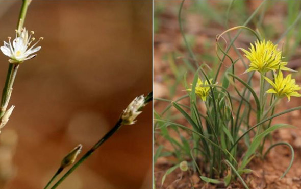 Şanlıurfa’da keşfedilen 2 yeni bitki türü dünya literatürüne girdi!
