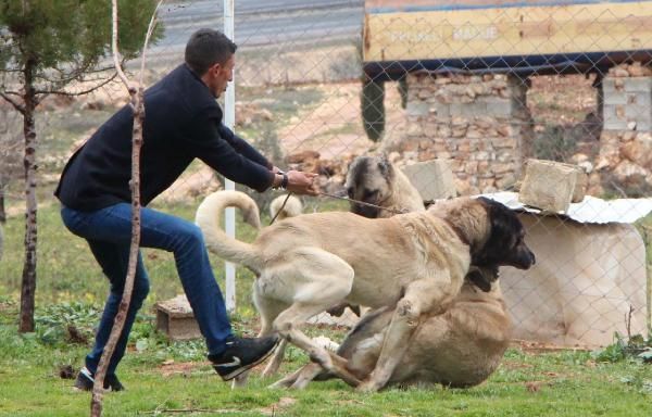 Çobanların sadık dostu: Kurtboğan