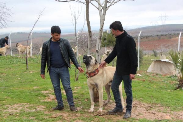 Çobanların sadık dostu: Kurtboğan