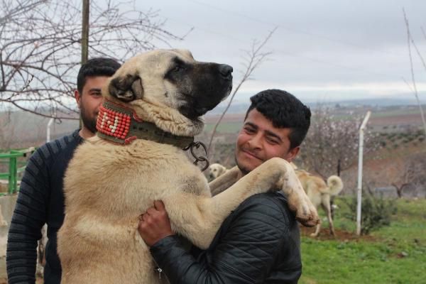 Çobanların sadık dostu: Kurtboğan