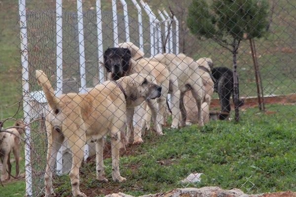 Çobanların sadık dostu: Kurtboğan