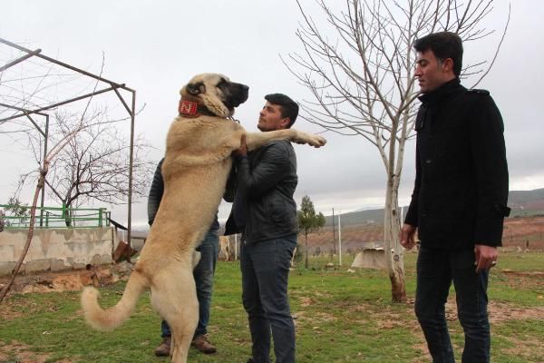 Çobanların sadık dostu: Kurtboğan