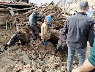 Depremde ahır çöktü, inekler enkaz altında kaldı