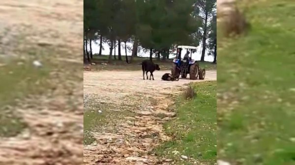 Anne inek ölen yavrusunu götüren traktörün peşinden koştu