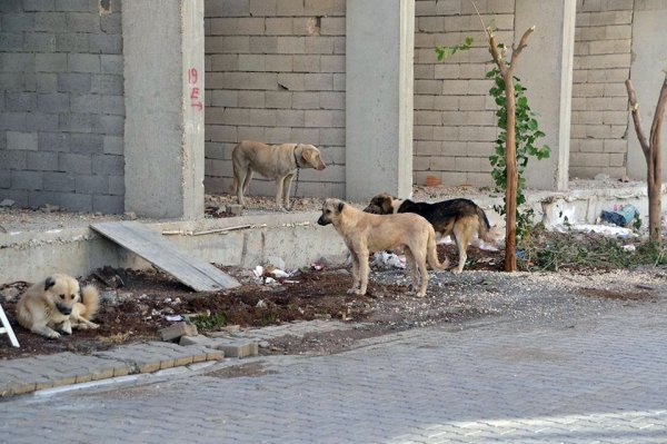İş dönüşü 5 köpeğin saldırısına uğradı
