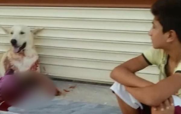 Şanlıurfa'da havlıyor diye köpeği av tüfeğiyle vurdu
