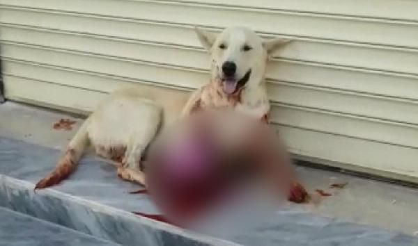 Şanlıurfa'da havlıyor diye köpeği av tüfeğiyle vurdu