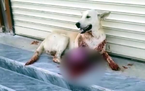 Şanlıurfa'da havlıyor diye köpeği av tüfeğiyle vurdu