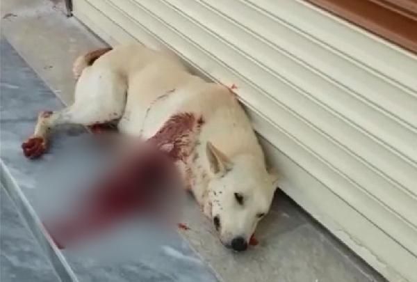Şanlıurfa'da havlıyor diye köpeği av tüfeğiyle vurdu