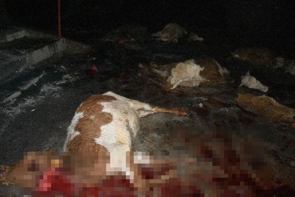 Siverek’te sel felaketi... Evler su altında kaldı, hayvanlar telef oldu -5