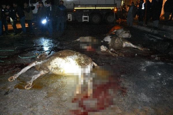 Siverek’te sel felaketi... Evler su altında kaldı, hayvanlar telef oldu -6