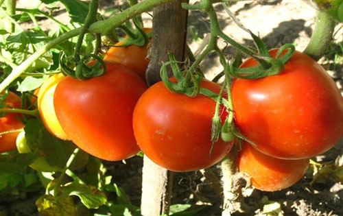 Taze domatesler: yararları ve zararları nelerdir ?