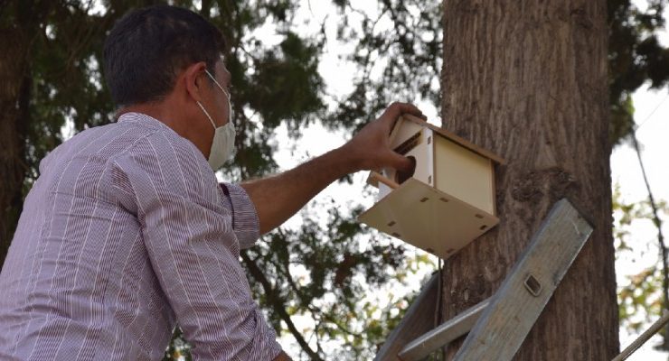 Viranşehir’de parklara kuş yuvaları yerleştirildi