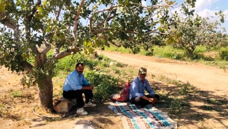 Şanlıurfa’da bekçilerin fıstık nöbeti başladı