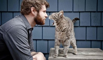 Kediler Kötü İnsanları Nasıl Tanır, Nasıl tepki verir?