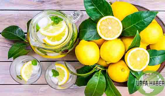 Limonun özellikleri, faydalı maddeleri, kullanımı